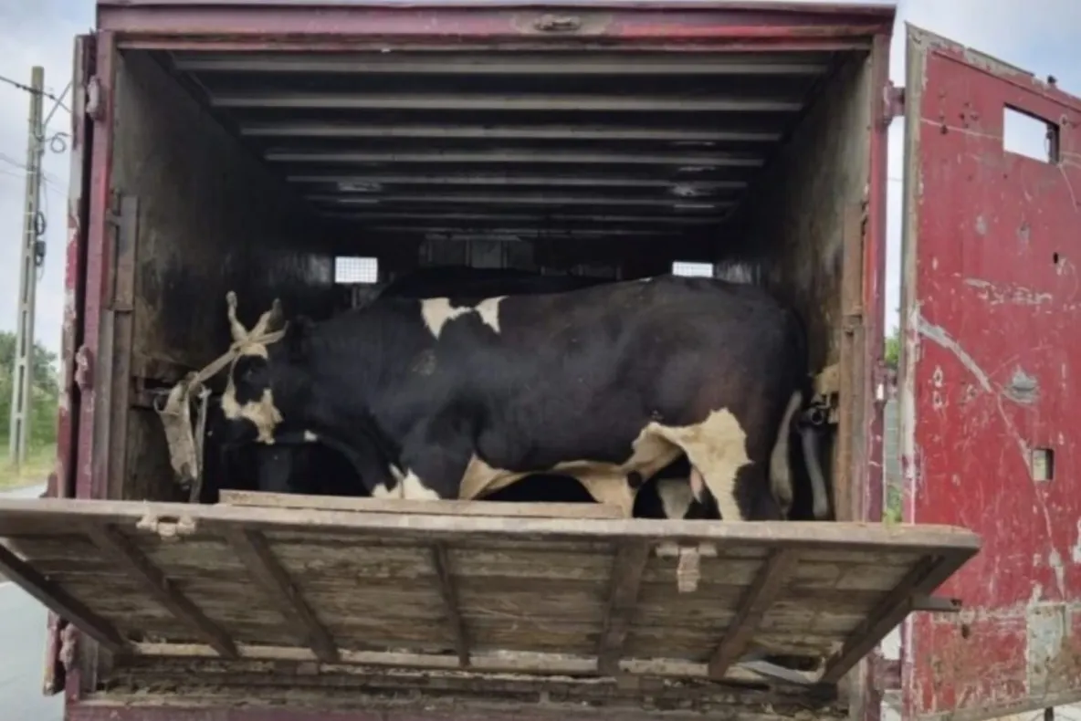 Două transporturi ilegale de animale, descoperite în județul Tulcea. ANSVSA intensifică controale pentru combaterea comerțului ilegal