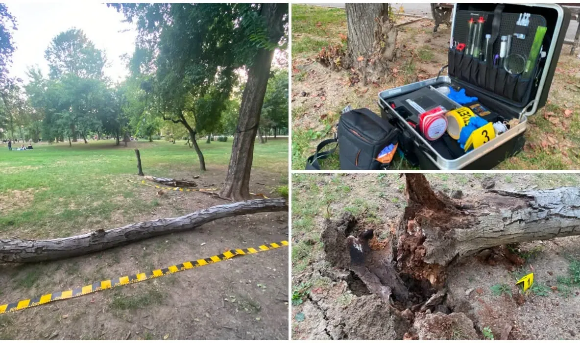 Pericol în Cișmigiu: o tânără a fost strivită de 2 copaci și riscă să rămână paralizată