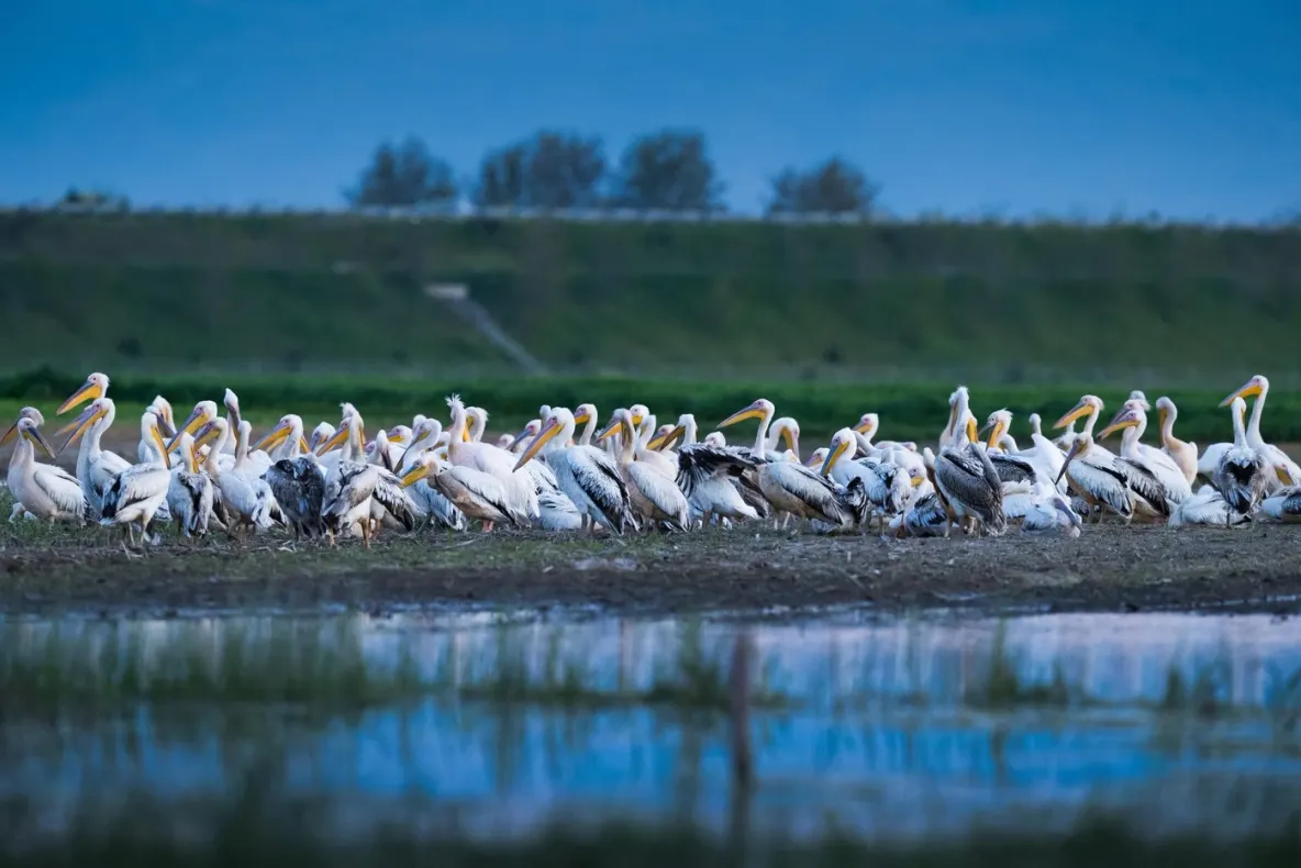Undă verde pentru lucrări în Delta Dunării. Două canale vor fi curățate după aprobarea oficială