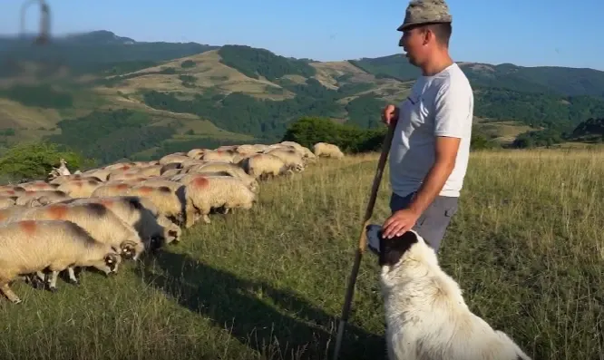 Povestea unei familii de fermieri: 20 de ani printre animale