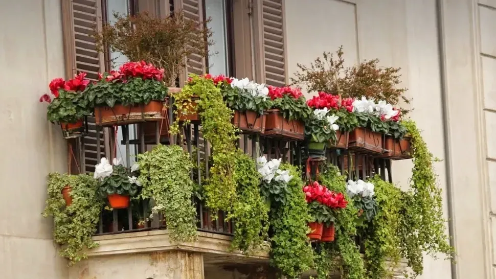 Când trebuie udate florile pe caniculă. Greșeala pe care mulți o fac și care poate distruge plantele