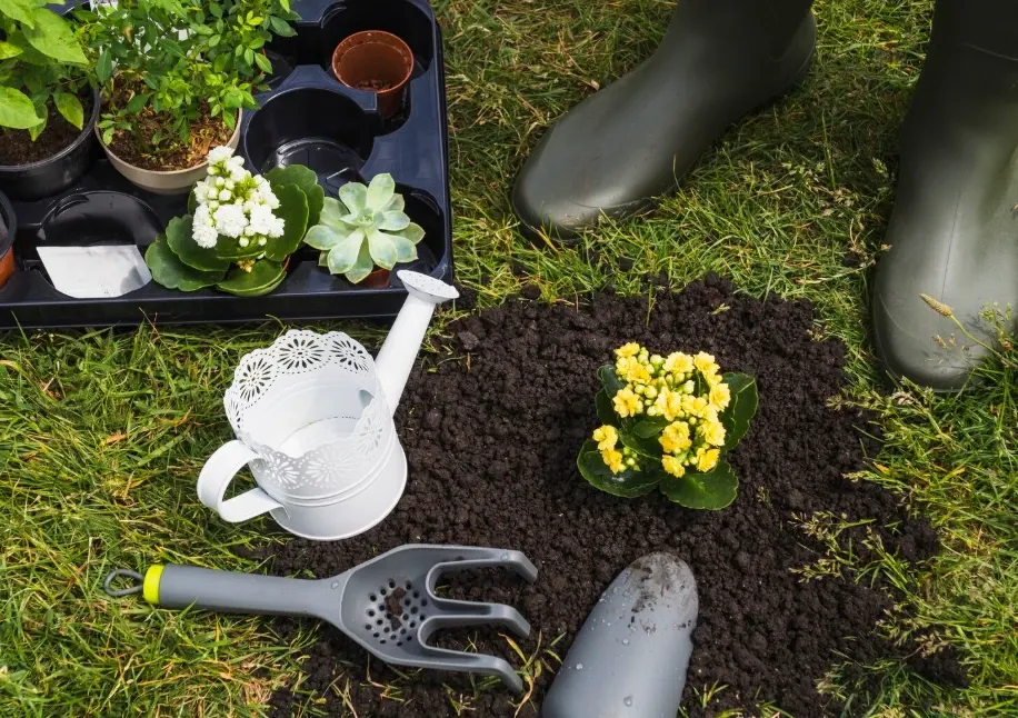 Florile pe care merită să le plantezi în septembrie. Primăvara, grădina se va umple de culoare și parfum