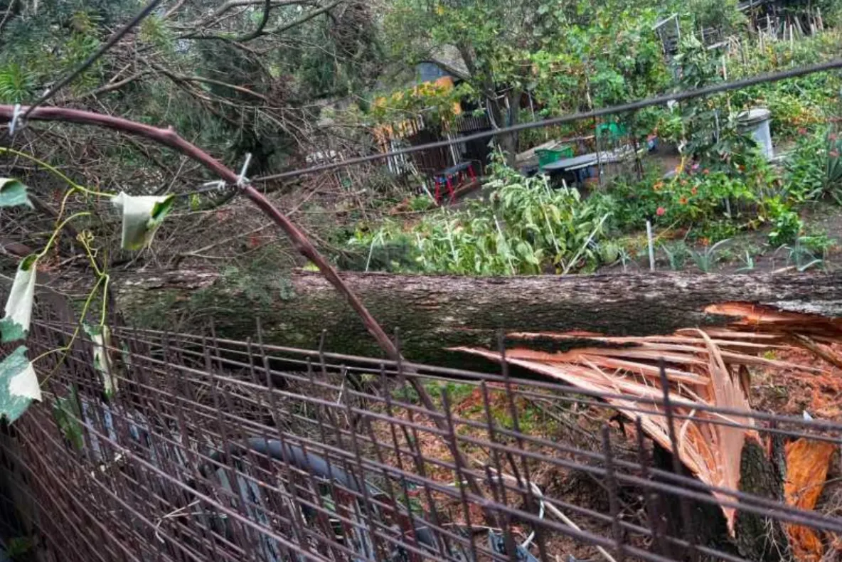 Furtuna a făcut pagube în Giurgiu. Stâlpi și copaci au căzut peste locuințe și carosabil