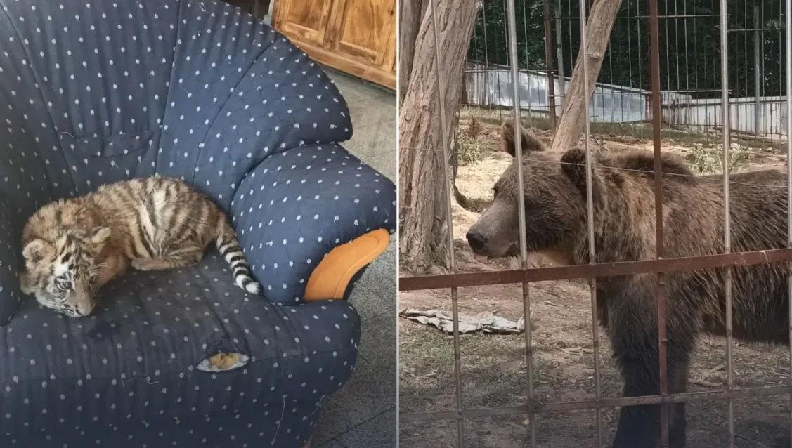 Descinderi la grădina zoologică ilegală din Dâmbovița, unde erau ținuți lei, urși și maimuțe. Posibile fapte de contrabandă, verificate