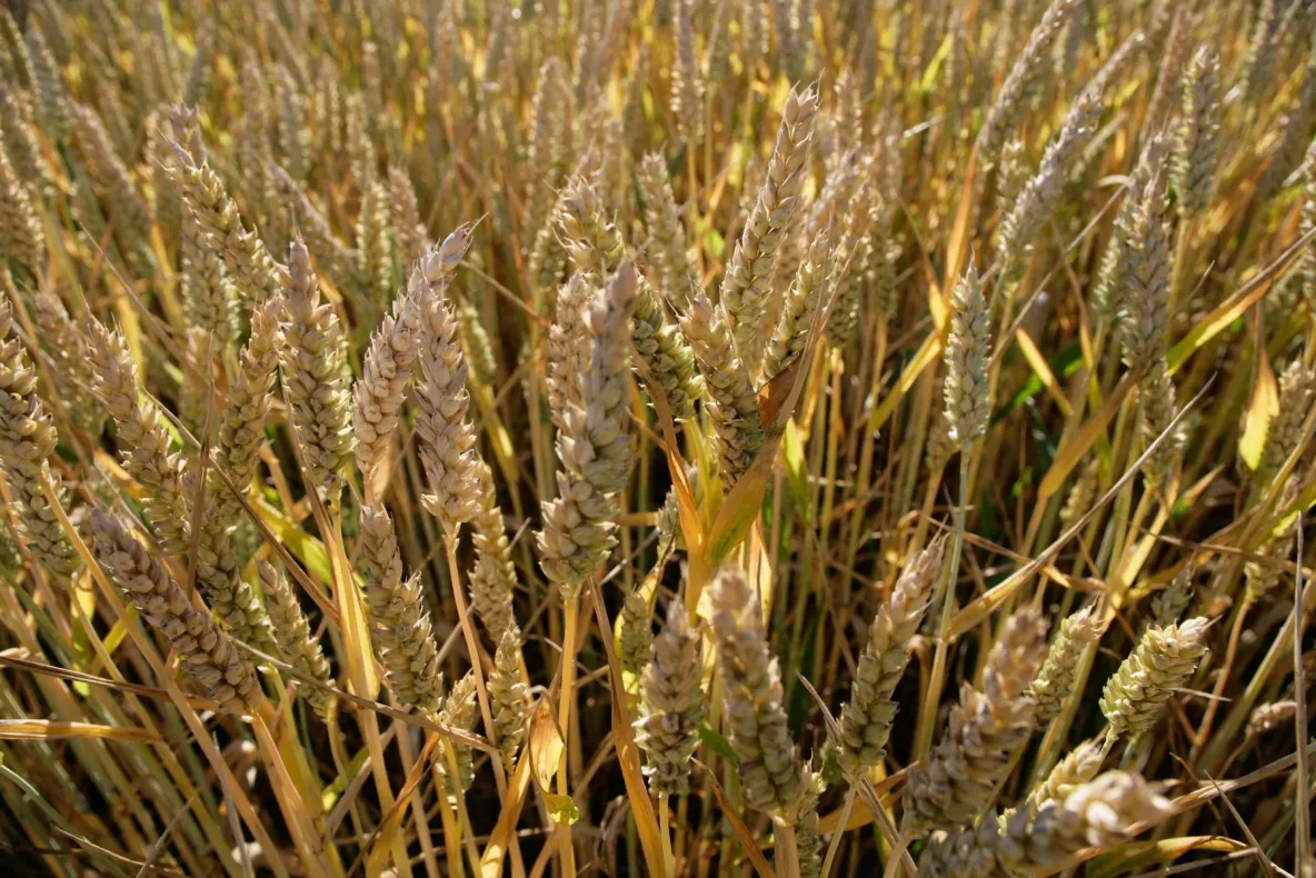 Prețurile globale ale alimentelor, la cel mai ridicat nivel din ultimii 4 ani, în urma prăbușirii exporturilor Ucrainei prin Marea Neagră - alertă ONU