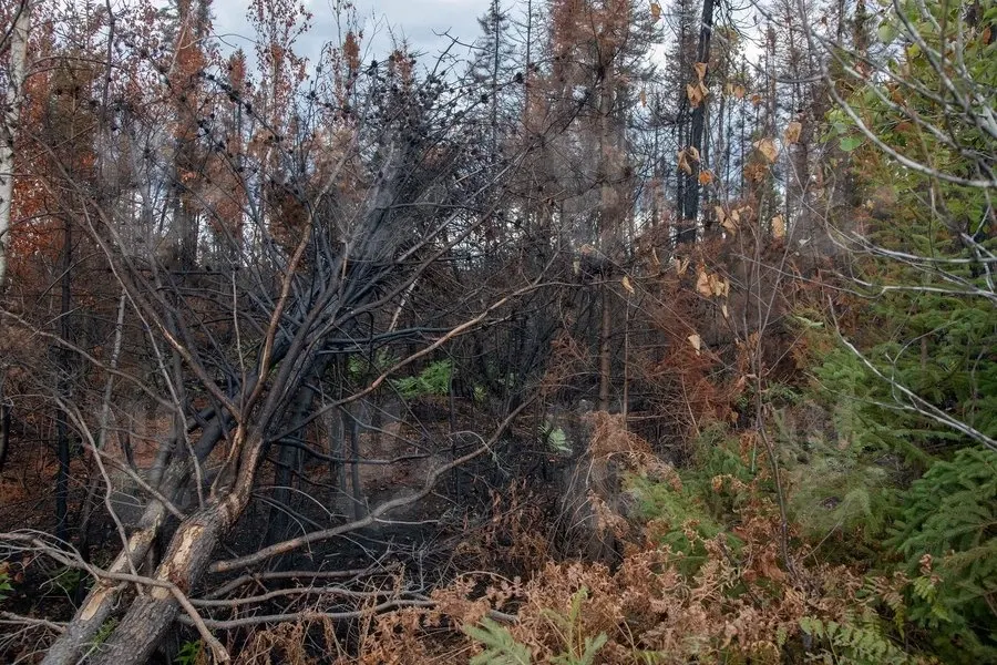 Incendiu devastator în Canada: o femeie a murit în timp ce încerca să fugă din calea flăcărilor