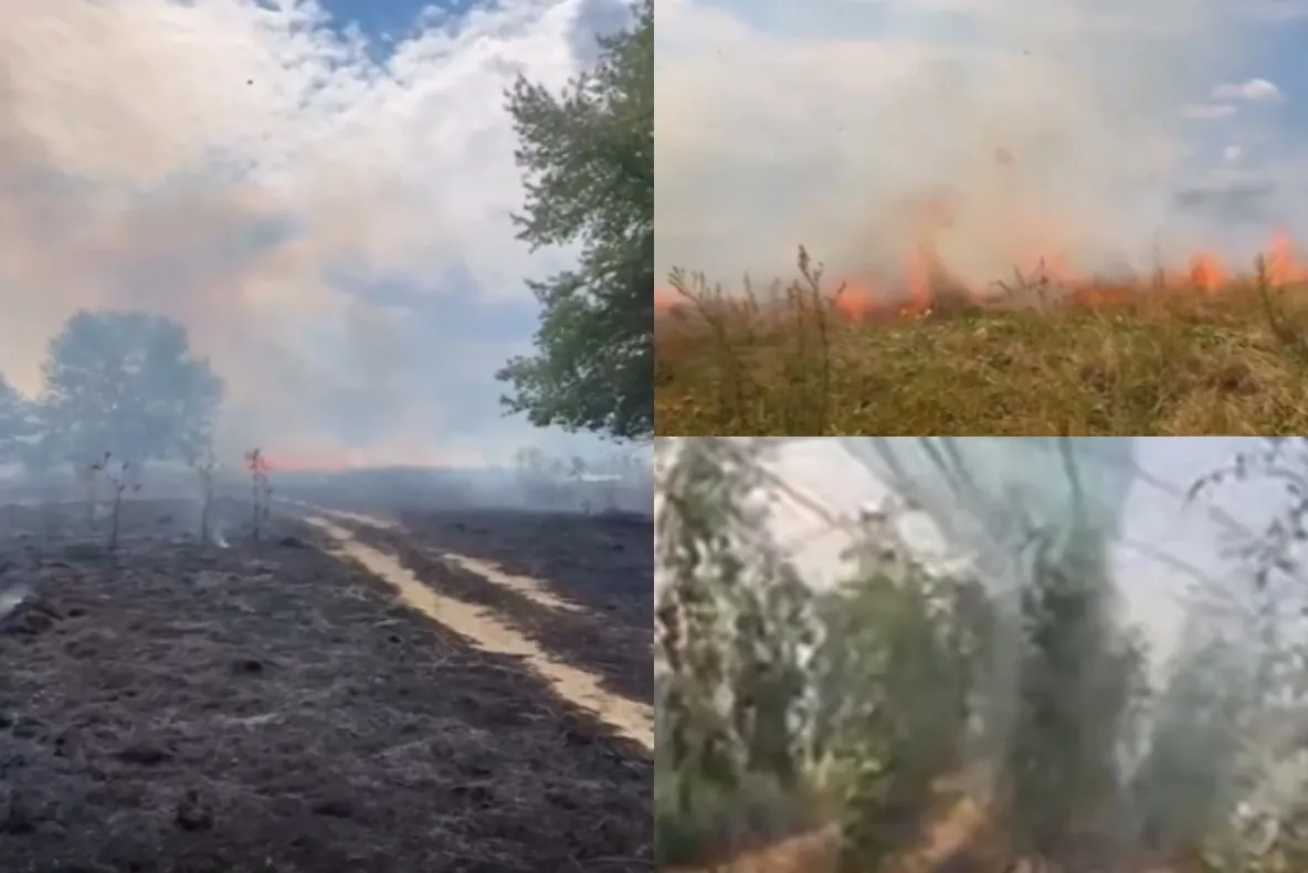 Incendiile de vegetație fac prăpăd în România. Fermierii sunt disperați. ”Absolut tot a ars”-VIDEO