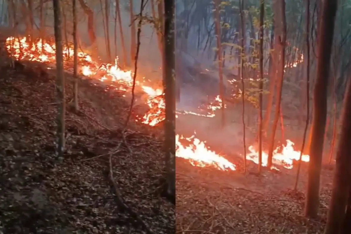 Incendiu de proporţii în pădurile din județul Bihor. Pompierii luptă de trei zile cu flăcările care se extind cu repeziciune