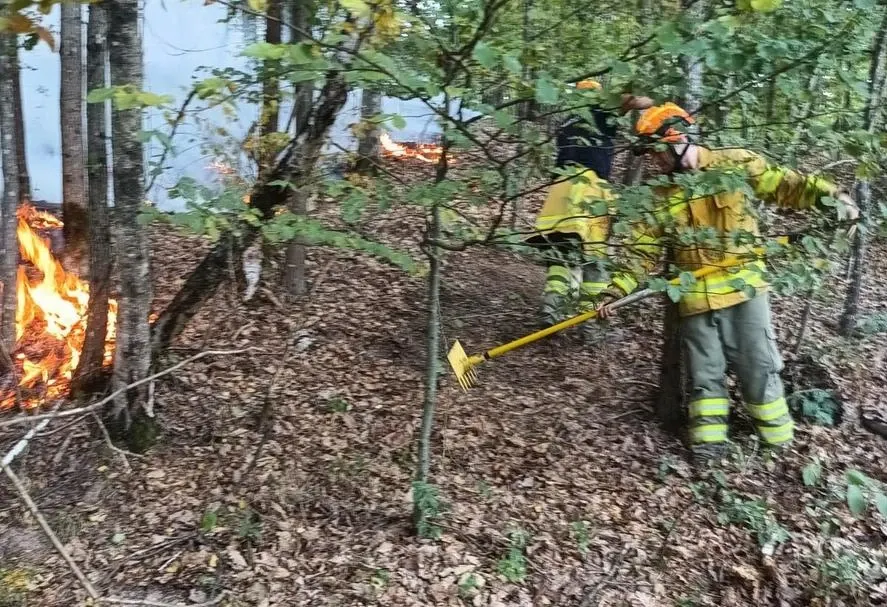 Incendiu de pădure la Tărcăița, în județul Bihor: focul a afectat 21 de hectare, iar pompierii intervin pentru a doua zi