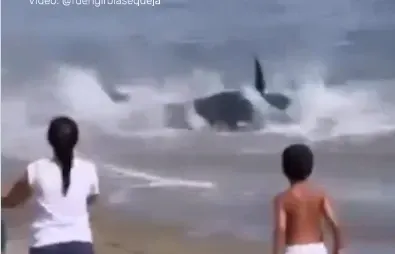 Panică pe o plajă din Marbella. O creatură uriașă a ieșit la mal, iar turiștii au crezut că este un rechin VIDEO