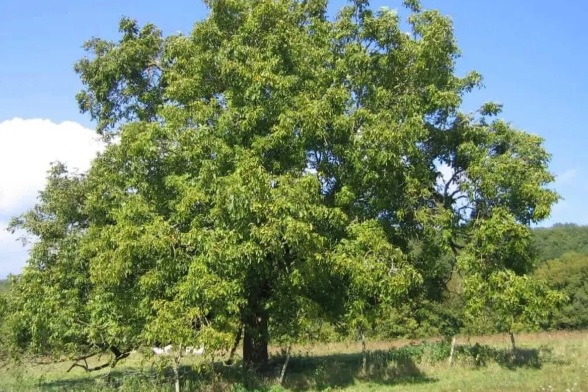 Tăierea nucului din propria curte. Regula pe care proprietarii trebuie să o respecte, în caz contrar riscă o amendă colosală