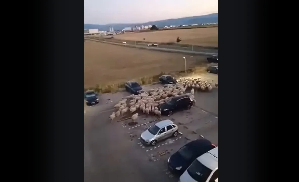 Cruzime extremă: O oaie a fost lovită cu mașina și apoi bătută de un șofer VIDEO