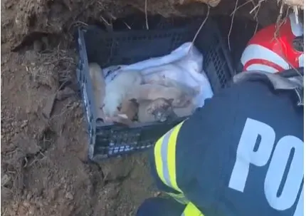 Șapte cățeluși și mama lor, salvați de sub un mal de pământ în Constanța - VIDEO