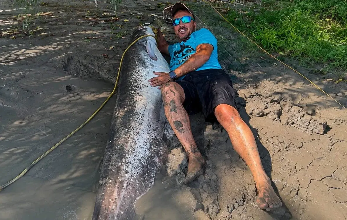 Captură uriașă în Delta Dunării: doi pescari au prins un somn estimat la peste 100 de kilogram și peste 2 metri