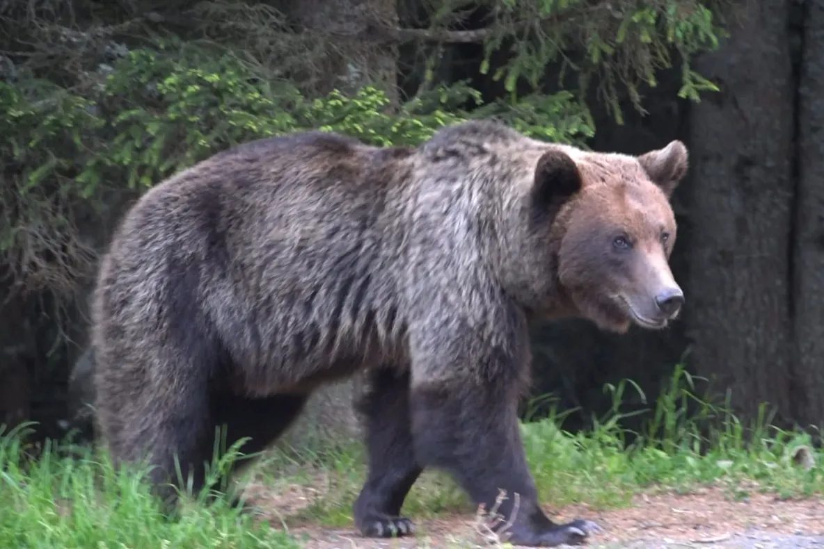 Alertă după apariția unui urs într-o gospodărie din Bacău. Locuitorii au primit mesaj RO-Alert