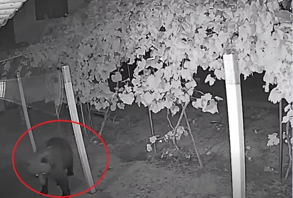 Panică într-o localitate din Gorj. Un urs a intrat în curtea unui localnic și a distrus două garduri VIDEO