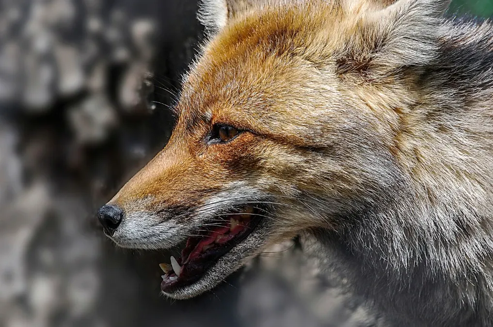 Copil din Bacău, atacat de o vulpe turbată chiar în curtea casei. Tatăl s-a luptat cu animalul ca să-i salveze viața