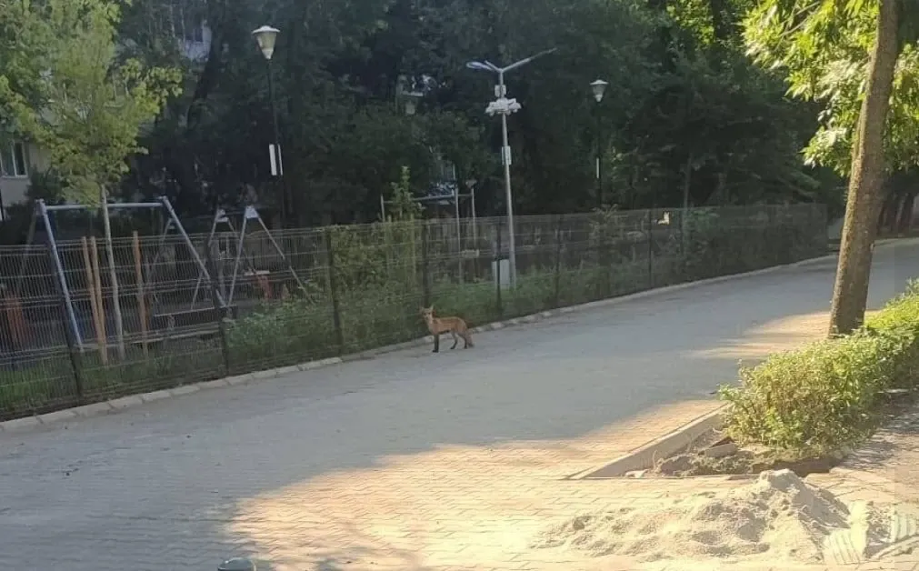 Vulpe la plimbare pe o arteră importantă din București. Imagini surprinzătoare la un loc de joacă - FOTO