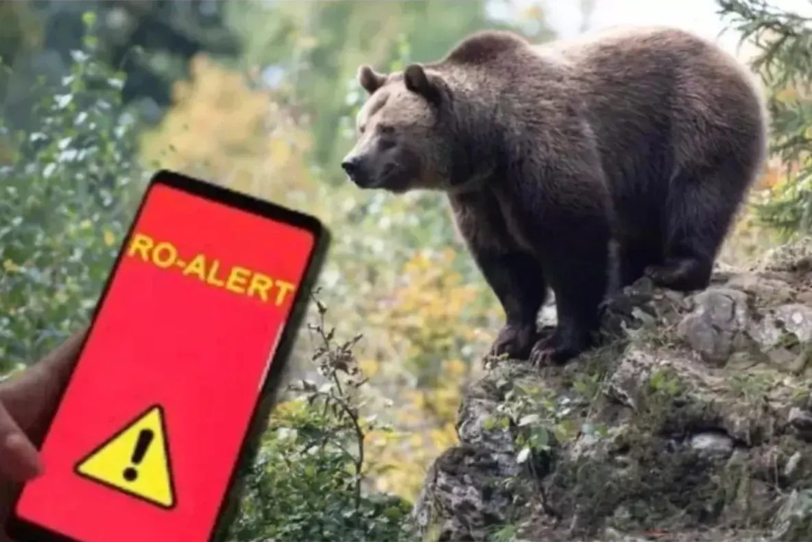 Alertă în orașul Pucioasa, după apariția unui urs. A fost emis mesaj RO-Alert