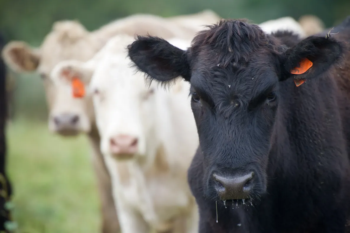 Focar de rabie în Harghita: două bovine, confirmate. Alte cazuri suspecte: recomandările autorităților pentru populație