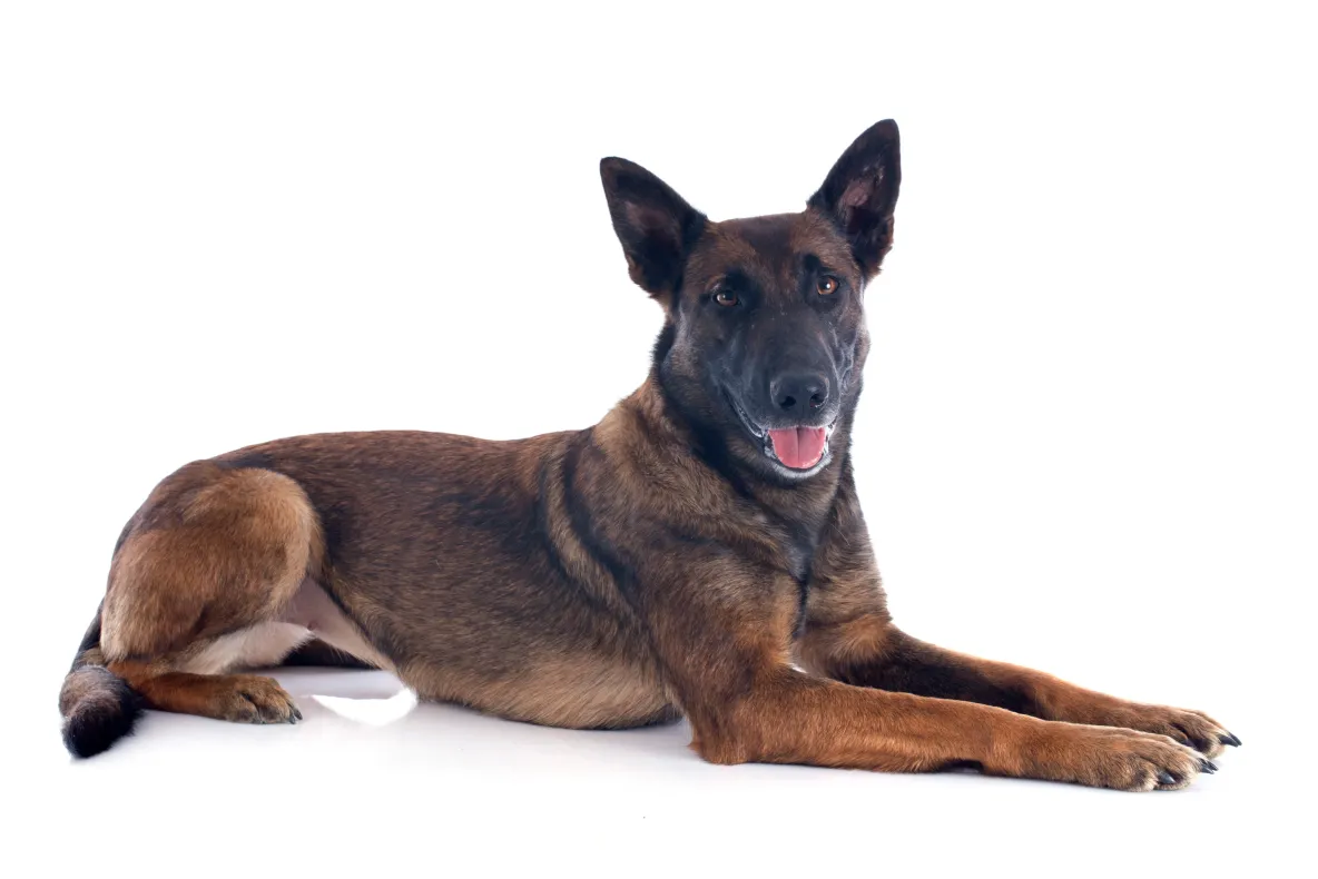 Bărbat reținut după ce câinele său, un Malinois, a atacat un om, în Brașov