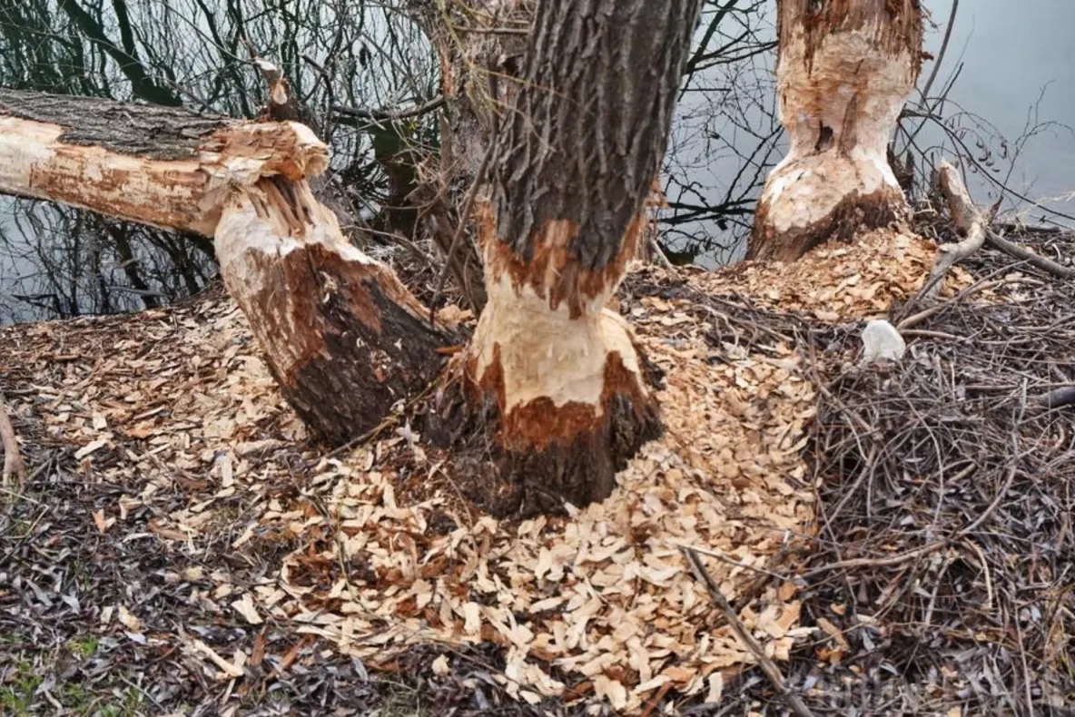 Doi castori au pus pe jar administrația unui oraș din România. Au ros sute de arbori, iar Primăria apelează la soluție repelentă și plase metalice