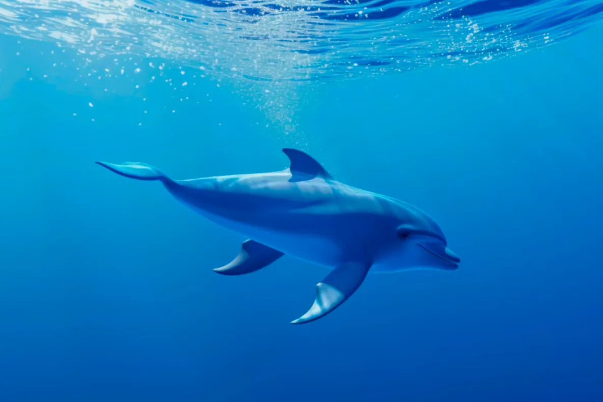 Un delfin a înotat mai bine de o oră printre turiștii aflați în apă la Tuzla, la doar trei metri de mal VIDEO
