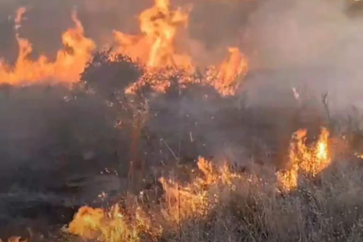 Incendiu devastator la Giurgiu. 120 de hectare au fost afectate de flăcări
