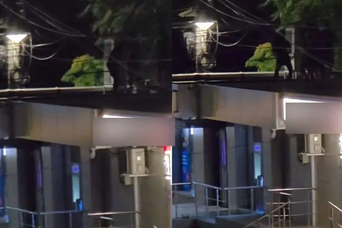 Spectacol pe acoperiș cu nepalezi. Au făcut șpriț pe manele și au devenit virali