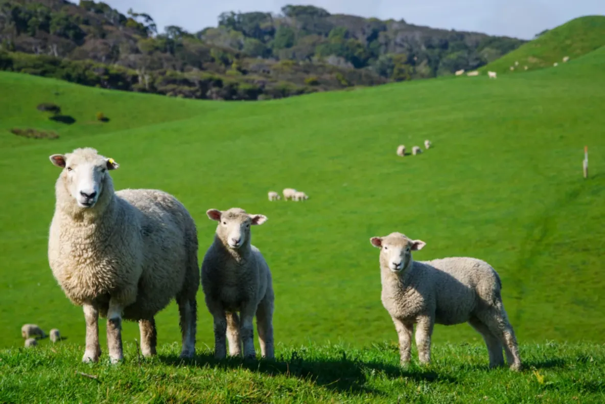 Exporturile de ovine și caprine din România pot fi reluate, după unele etape tehnice. Planul ANSVSA, aprobat de Comisia Europeană