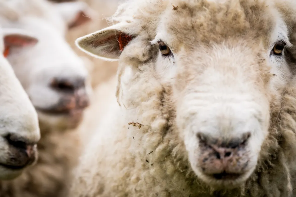 Exporturile de ovine către state non-UE ar putea fi reluate în aproximativ o lună. CE a aprobat Planul de Acțiune transmis de autoritățile române
