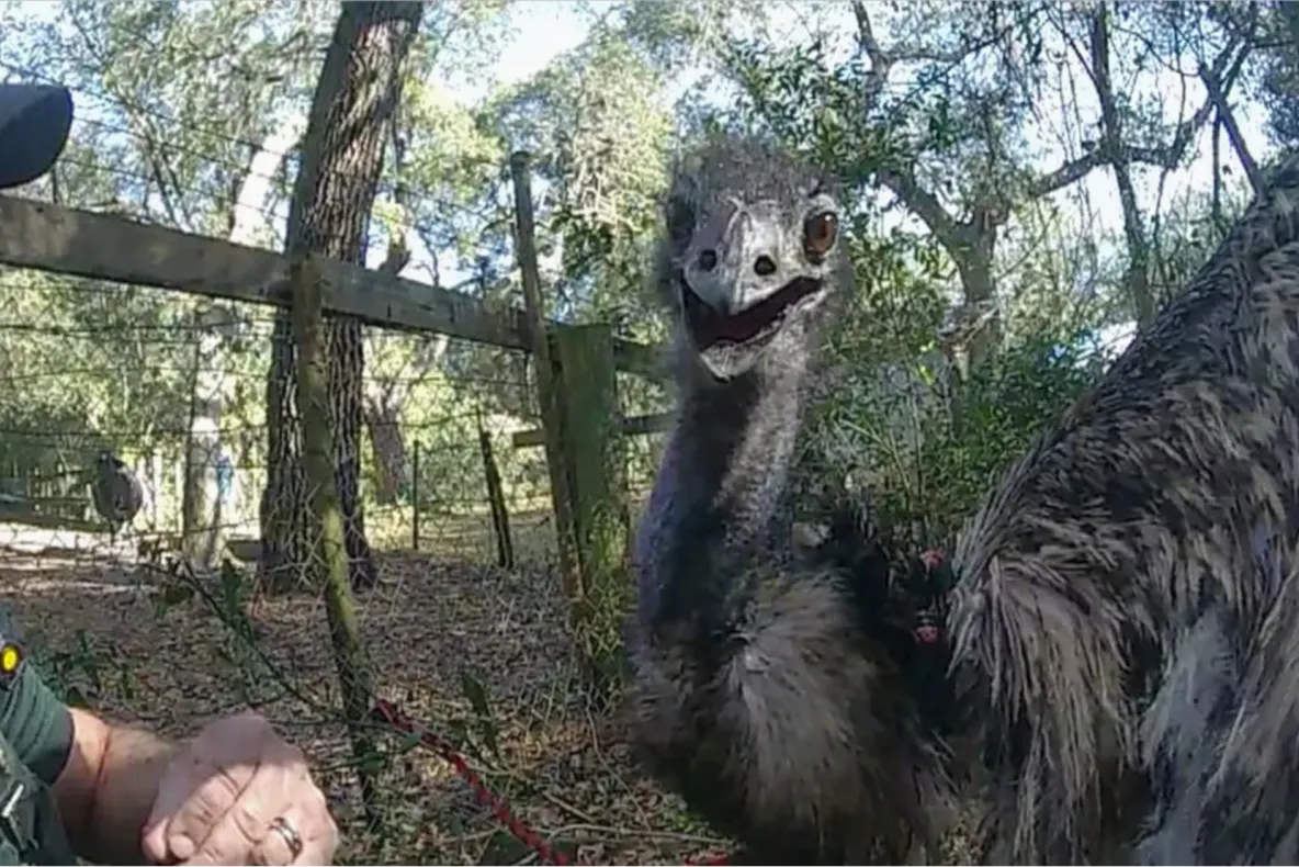 Un emu scăpat dintr-o fermă a provocat o scenă virală. Lovitura de K1 cu care l-a dat gata pe îngrijitor