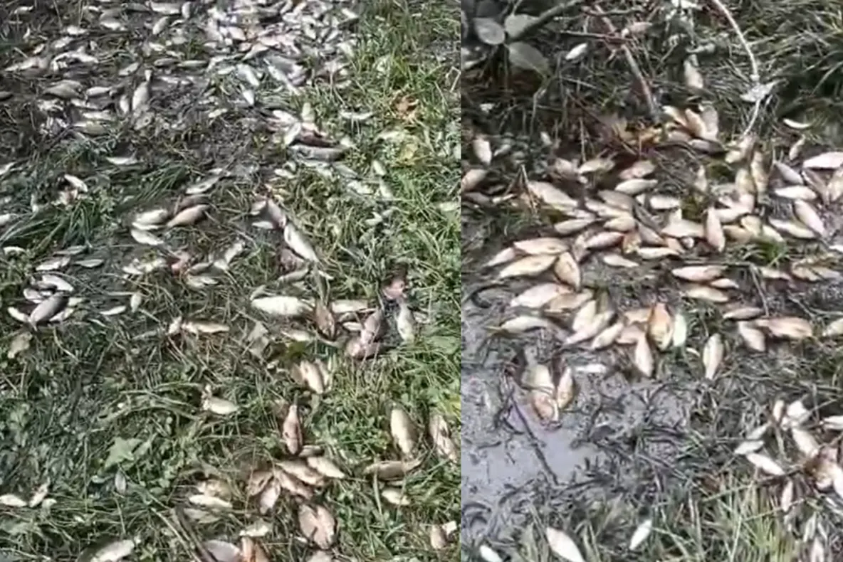 Imagini ca în Apocalipă în Iași. Sute de kilograme de pește au ajuns în grădinile oamenilor