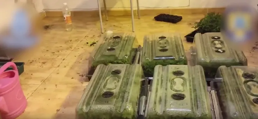 Plantație uriașă de marijuana. Fermierul român a fost arestat