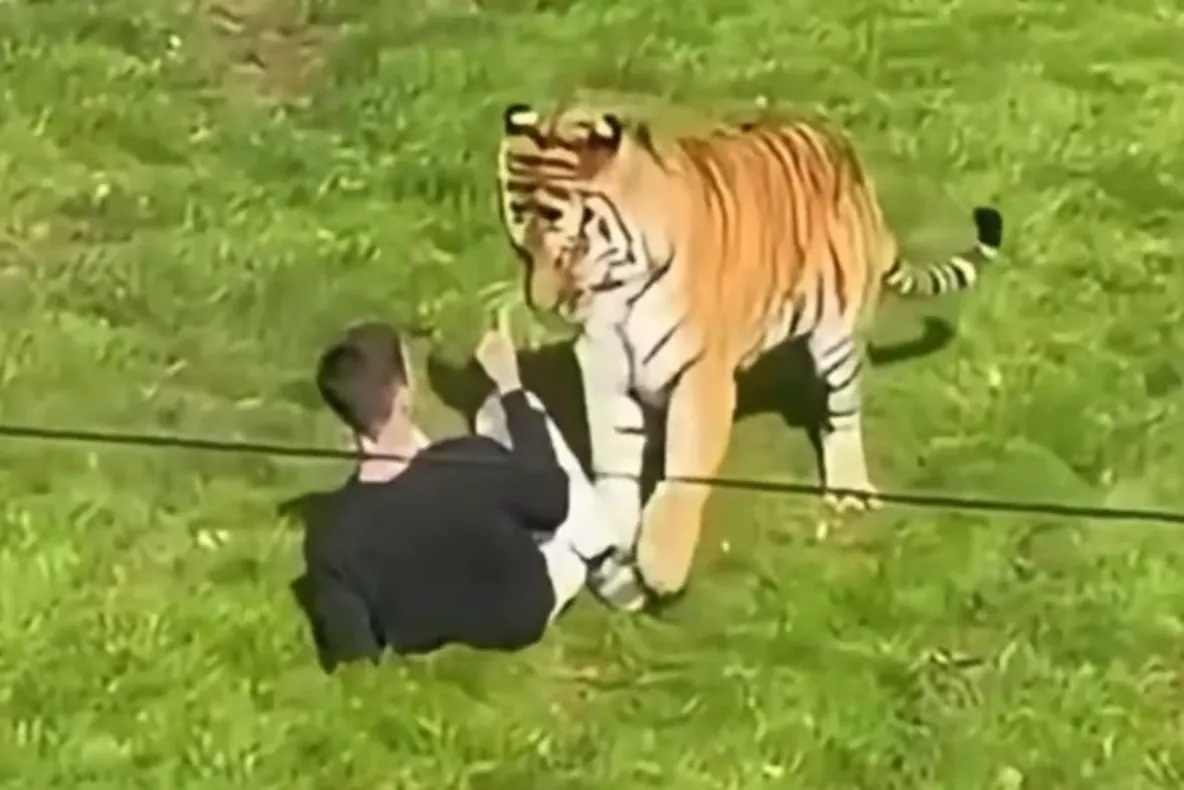 Tragedie la o grădină zoologică. Un tânăr a murit după ce a intrat în țarcul unui tigru