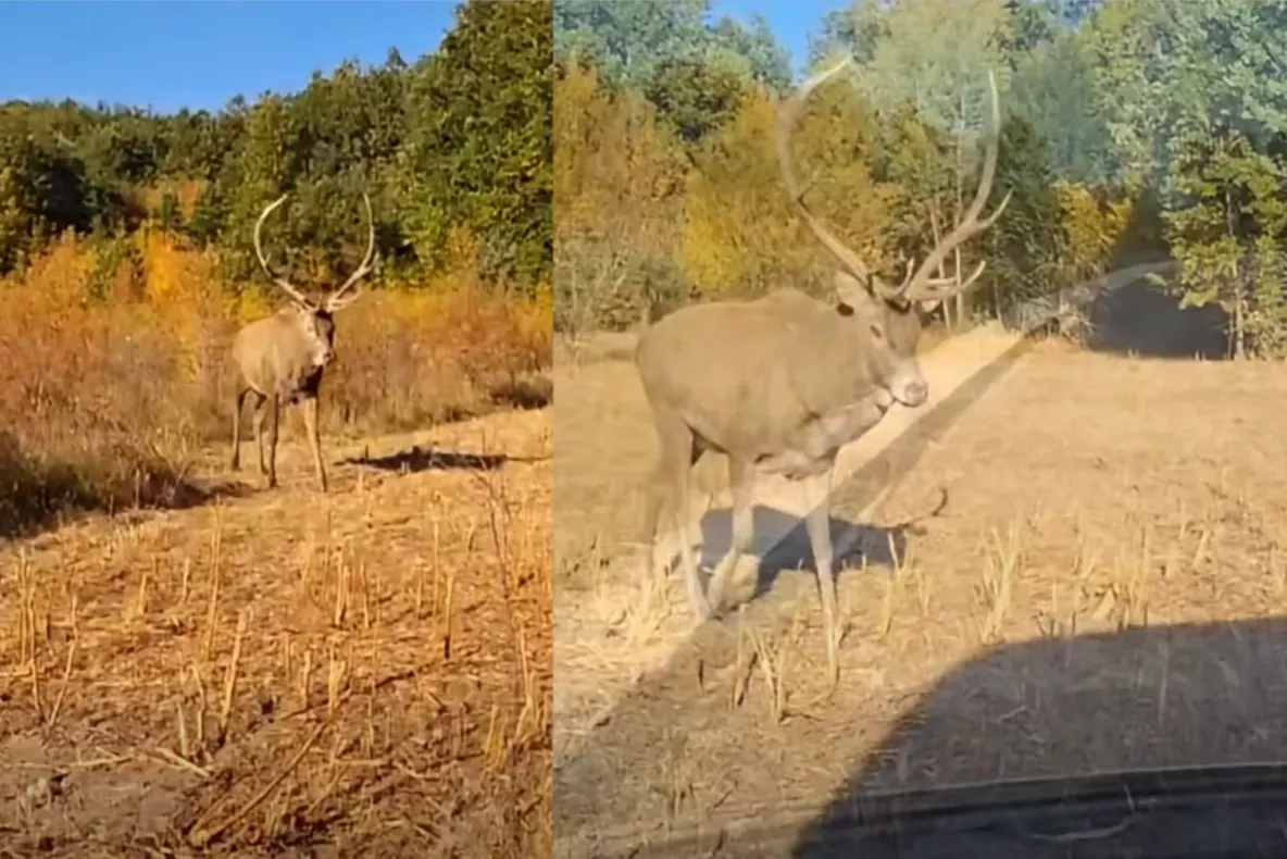 Bărbat atacat de un cerb în Bihor. A fost târât zeci de metri și a ajuns la spital cu numeroase răni - video