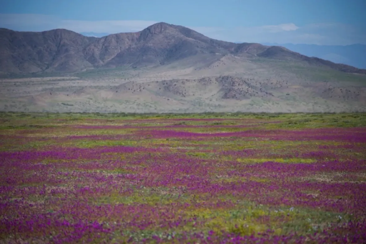 Fenomen spectaculos în Deșertul Atacama: milioane de flori au transformat cel mai arid deșert într-un covor de culori