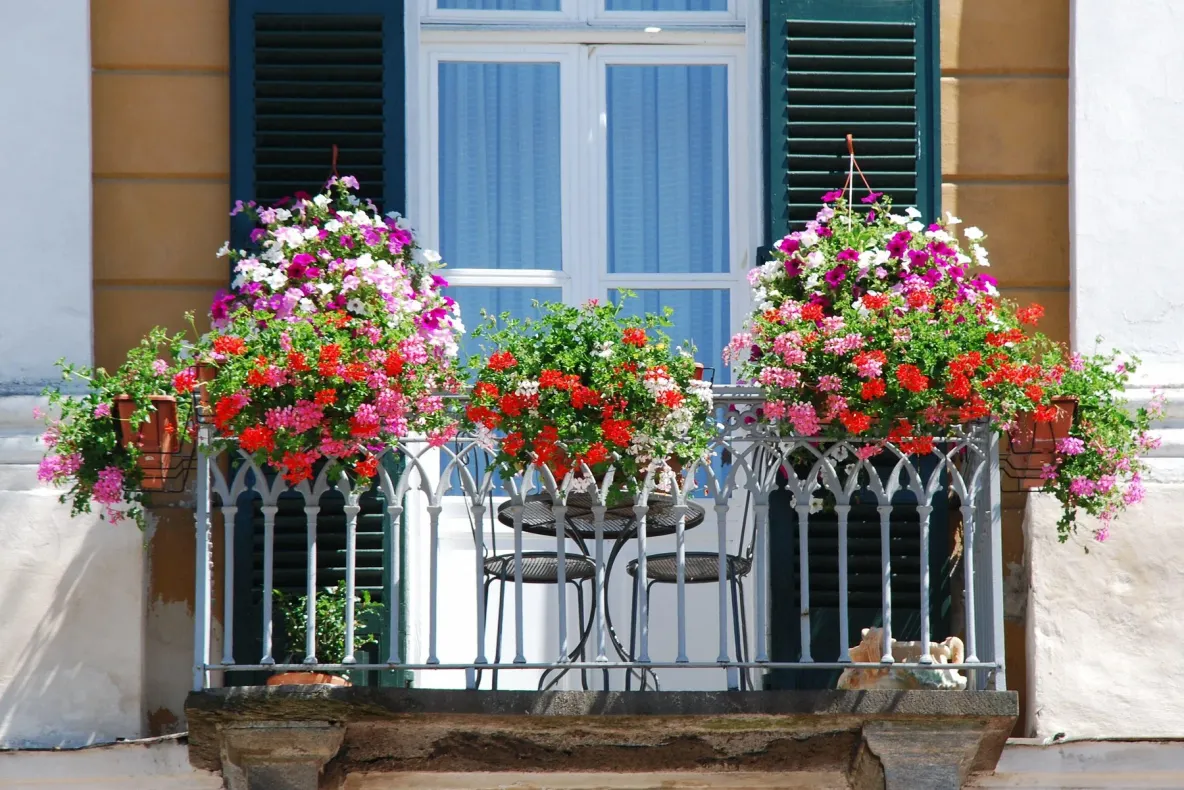 Ai plante pe balcon sau în ghivece, în curte? Temperatura la care trebuie să le aduci în casă, conform experților