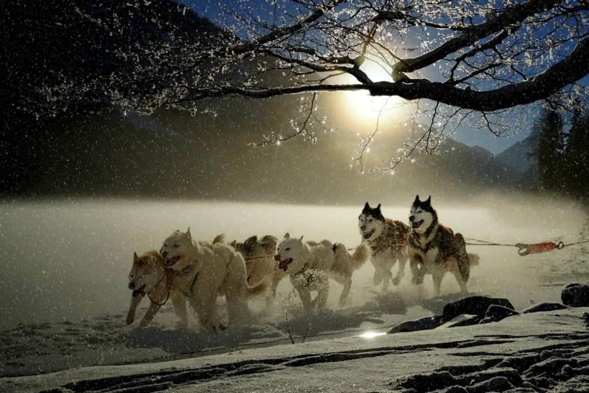 Țara care caută persoane pentru îngrijirea a 80 de câini Husky. Oferă cazare și salariu într-o zonă spectaculoasă