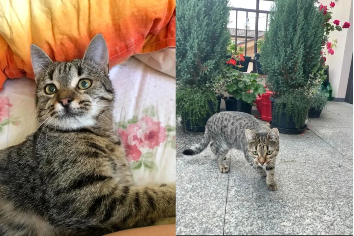 Motanul Simba, dispărut după accidentul mortal din Vâlcea. Are cataractă avansată și probleme cu tiroida. Familia cere ajutor