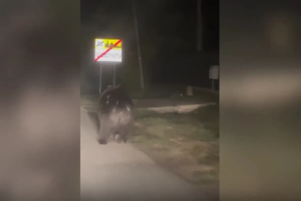 Un urs terorizează o localitate. Oamenii nu mai ies din case