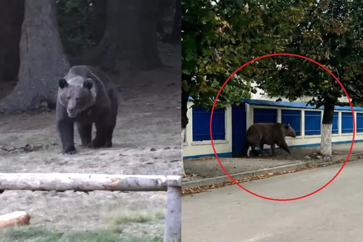Ursul cu cinci picioare care a pus autoritățile pe jar la Câmpina. O imagine creată cu AI a dus la emiterea unui mesaj RO-Alert