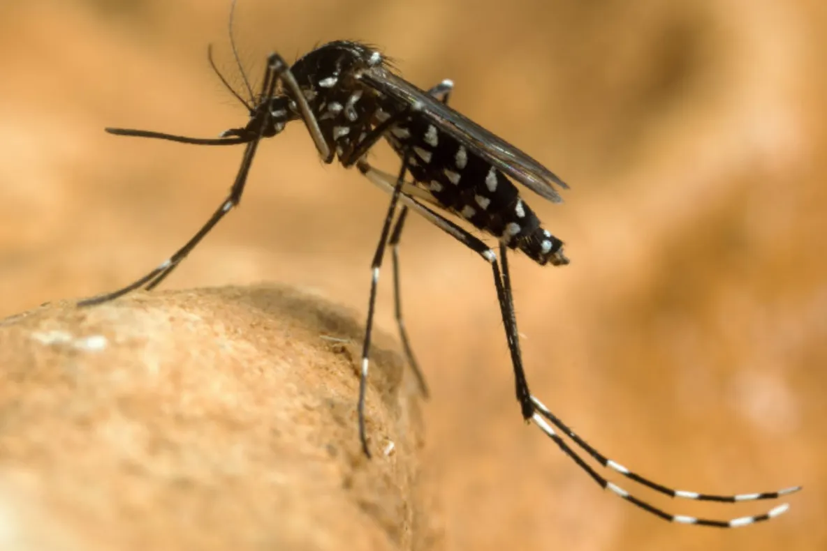 117 cazuri de infecţie cu virusul West Nile şi 7 decese, raportate în România în acest an. Bilanţul INSP