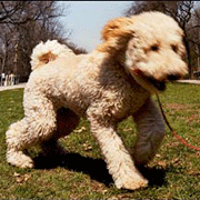 Amenzi pentru stăpânii de câini