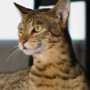 Pisica-leopard de 22.000 de dolari