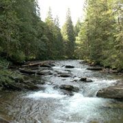 Acţiune de ecologizare pe malul Prutului, la sfârşitul lui noiembrie