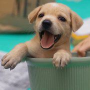 Doi ciobani şi un constănţean au dosar penal pentru cruzime împotriva animalelor