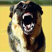 Câinii maidanezi sunt pericol public: Un copil de 6 ani a fost găsit sfârtecat la locul de joacă