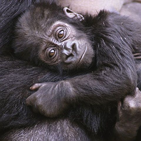 Revista Time a întocmit un top al celor mai importante 10 descoperiri ale anului 2008