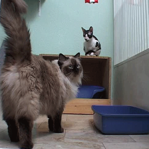 Românii încheie asigurări din ce în ce mai ciudate, după modelul occidentalilor 